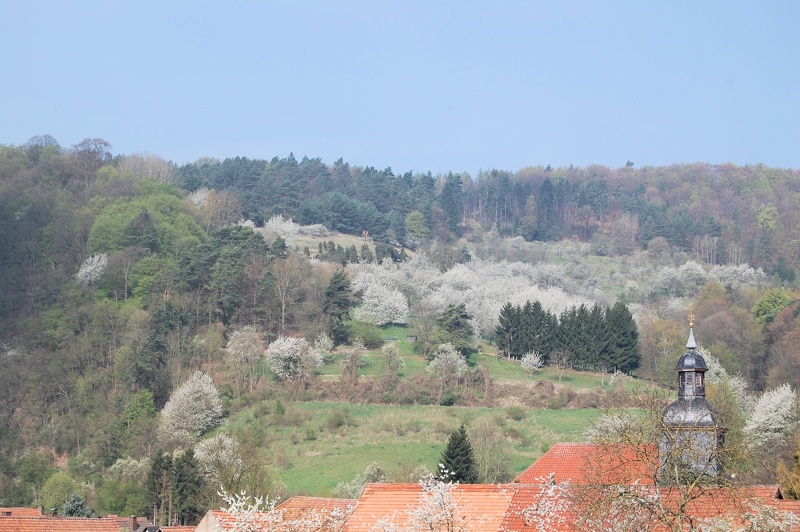 Kirschblüte 2014